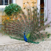 Peacock